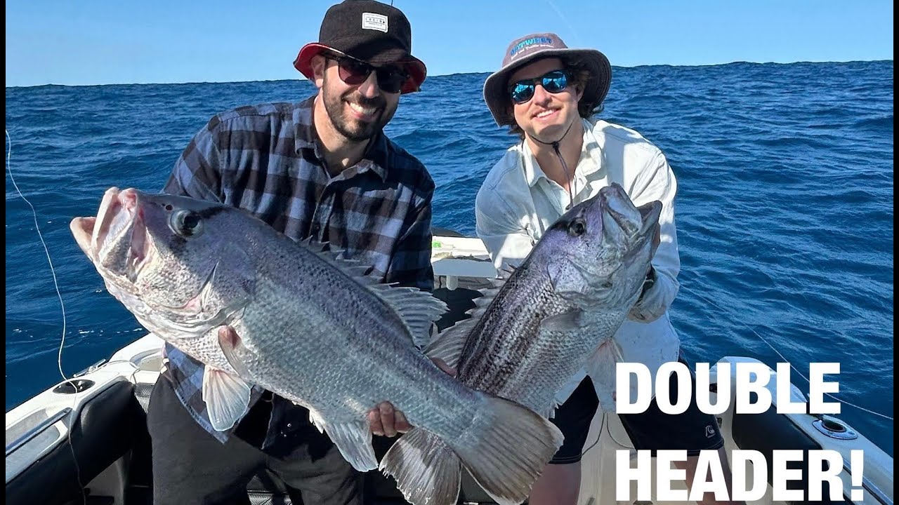 МЫ НАШЛИ МЕДОВУЮ НОРУ - Dhufish Central