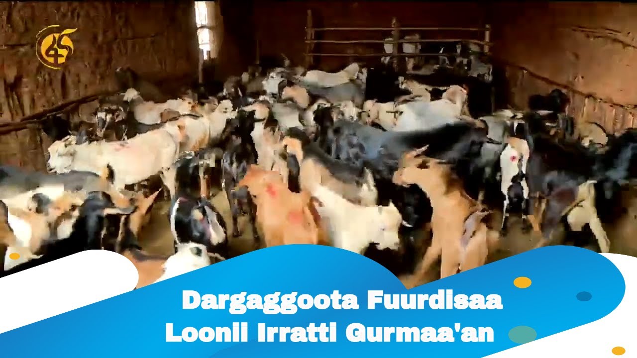 Dargaggoota Fuurdisaa Loonii Irratti Gurmaa'an