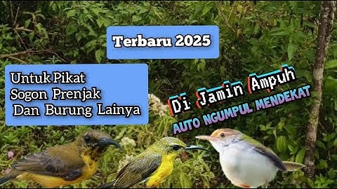 Suara Pikat Sogon Ribut Vs Prenjak Lumut 2025
