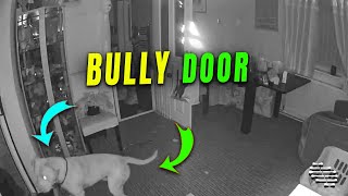 Bully Dog’s Comical Run-Into a Glass Conservatory Door
