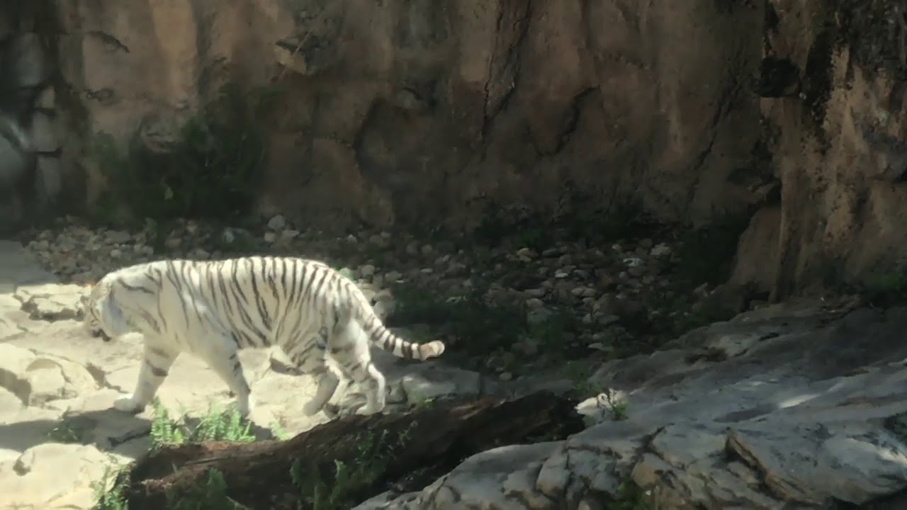 Free Stock Footage 2019 White Tiger Jumps