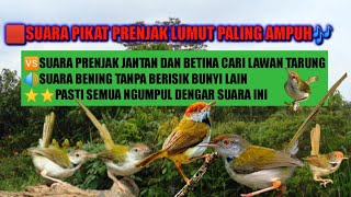 Suara pikat prenjak lumut,,paling ampuh untuk mikat