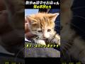 散歩の途中で出会った 猫の家族たち