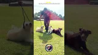 SESI SANTO ANDRÉ OBEDIÊNCIA BÁSICA  #prhadestramento #pets #cachorros #cachorro #banhoetosa