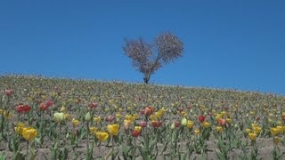ハート形の桜が見ごろ 北海道美瑛町