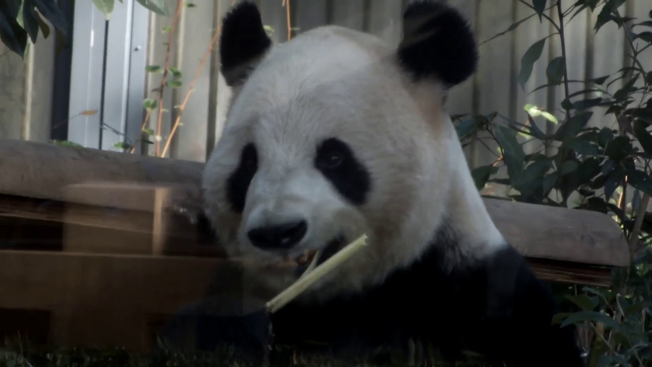 kawaii emoticons Giant panda to eat food.Ueno Zoo.餌を食べるジャイアントパンダ。上野動物園。