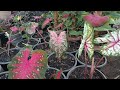 How to grow Caladium from bulbs.(full update)