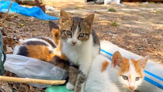 Cute kittens playing, peaceful