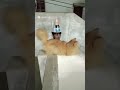 brother's love for animals