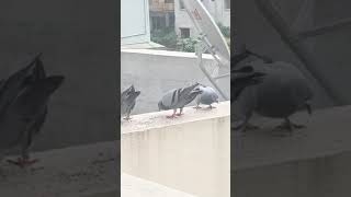 Dushman Na Kare Dost Ne Wo Kaam  Amit Kumar Lata Mangeshkar  Aakhir Kyon 1985   Smita Patil