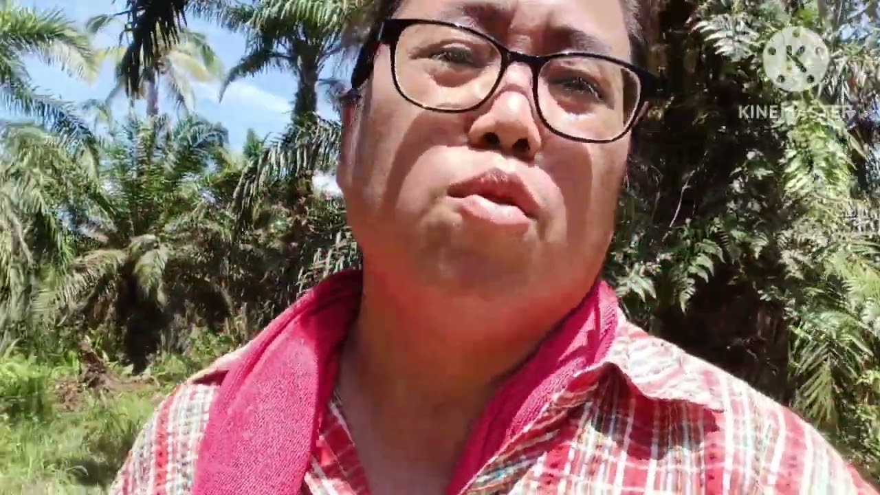 Kerja keras bersama bosku || Hari pertama panen kelapa sawit