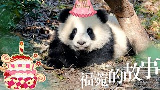 福菀一周岁了, 这是一个关于大熊猫福菀的故事❤️