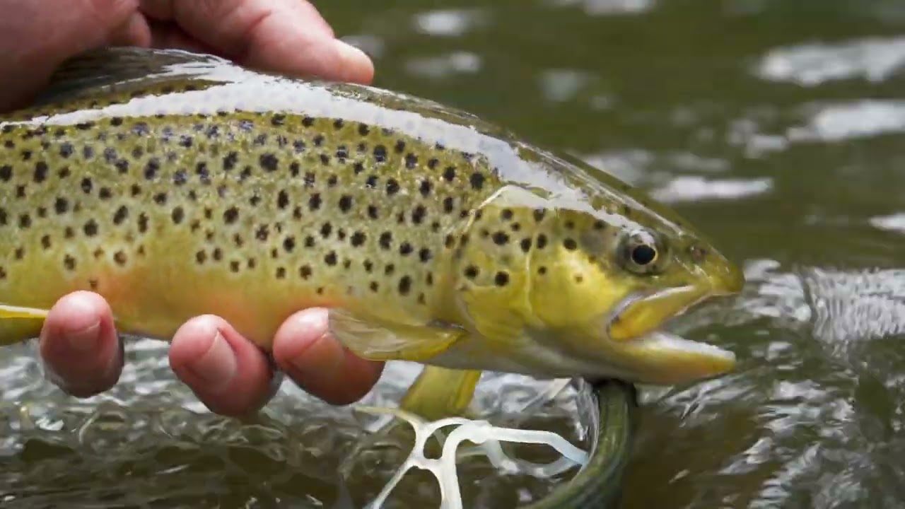 Deadly & Effective Euro Nymphing - Why You Should Learn How To