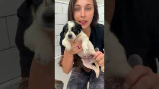 Messiest Puppies Ever Need A Bath | The Dodo