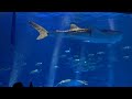 ４日目　塩浸温泉龍馬公園⇒いおワールド鹿児島水族館⇒ひらかわ動物園 鹿児島県