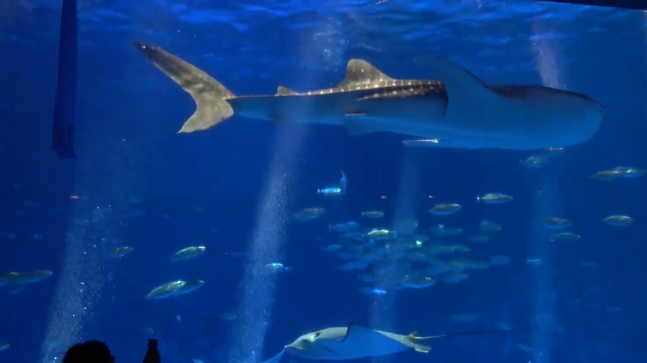 ４日目　塩浸温泉龍馬公園⇒いおワールド鹿児島水族館⇒ひらかわ動物園 鹿児島県