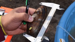 Mussel Relocation on the Sheyenne River - NDGNF