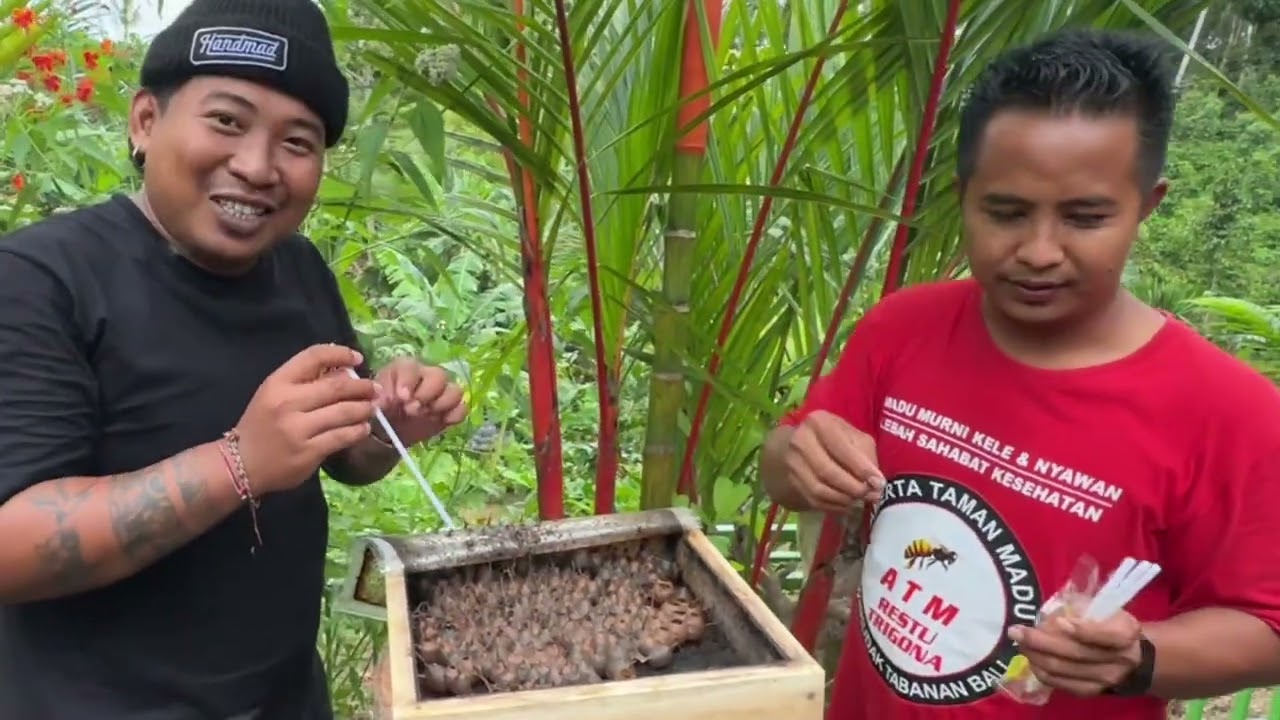 Kabyah ke tengkudak melihat dan belajar mengenai madu kelo kelo dan tanaman bunga BERKASIAT