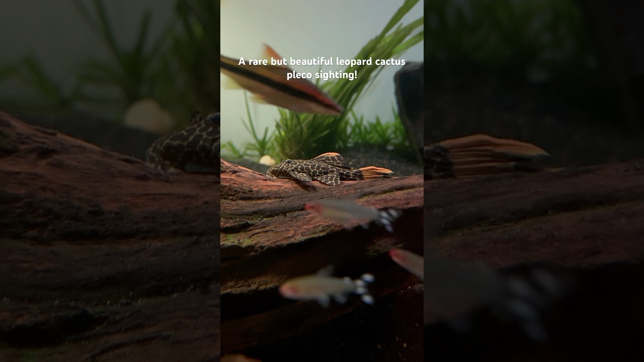 Leopard Cactus Pleco — The Most Beautiful Pleco in the Hobby?! 😍🐟 