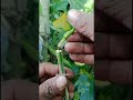 tehnik sambung pucuk🌱🌳 #gratingtehnik #craftworking #gardening #plants #cultivation