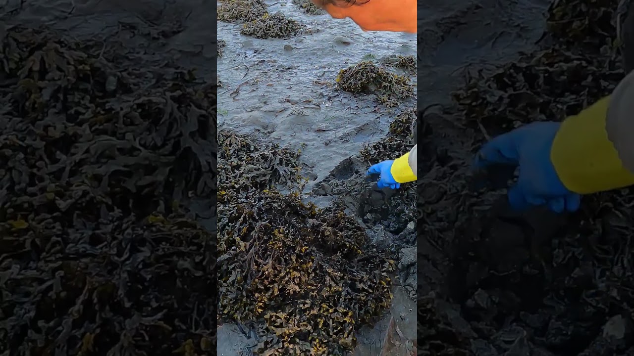¿Sabías que las Almejas dejan Agujeros en la Arena? ✅UN DÍA COMO MARISCADOR 🔱