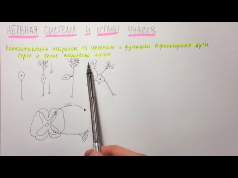 Билет 007. КЛАССИФИКАЦИЯ НЕЙРОНОВ. РЕФЛЕКТОРНАЯ ДУГА. СЕРОЕ И БЕЛОЕ ВЕЩЕСТВО МОЗГА.