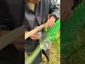 Maximization of Space Utilization Planting Method #planting #shorts #diy #farmer