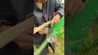 Maximization of Space Utilization Planting Method #planting #shorts #diy #farmer
