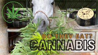 Do horses eat Cannabis? Fresh hemp, will they eat it?