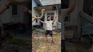 The Ferociousness Of The Sumatran King Cobra Monster