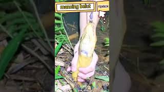 Vidio Tiktok Viral Tekhnik Mancing Belut Pasti Dapet