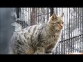 Европейские лесные  коты 14.11.2023