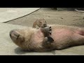 Baby Capybaras Are So Cute Especially Jumping On Older Capybaras かわいい赤ちゃんカピバラ 可愛的水豚寶寶