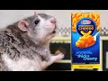 Macaroni  cheese rat review