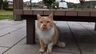 すぐに椅子の下に隠れる茶トラ野良猫がカワイイ