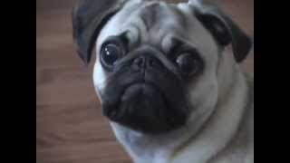 Funny Dramatic Pug