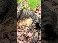 まったりお昼寝中のお腹ぽっちゃりキジトラ猫ちゃん😸🐈#shorts