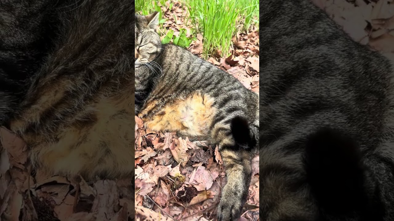 まったりお昼寝中のお腹ぽっちゃりキジトラ猫ちゃん😸🐈#shorts