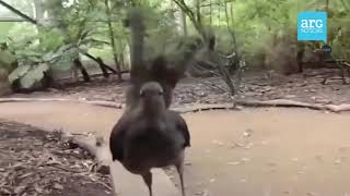 A maravilhosa Ave Lira, el pássaro que imita qualquer tipo de som