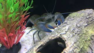 4 reasons why crayfish die