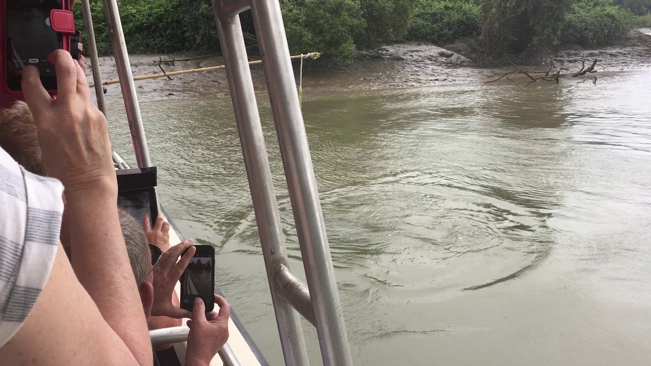 Croc Hunting On The Adelaide River 5 YouTube