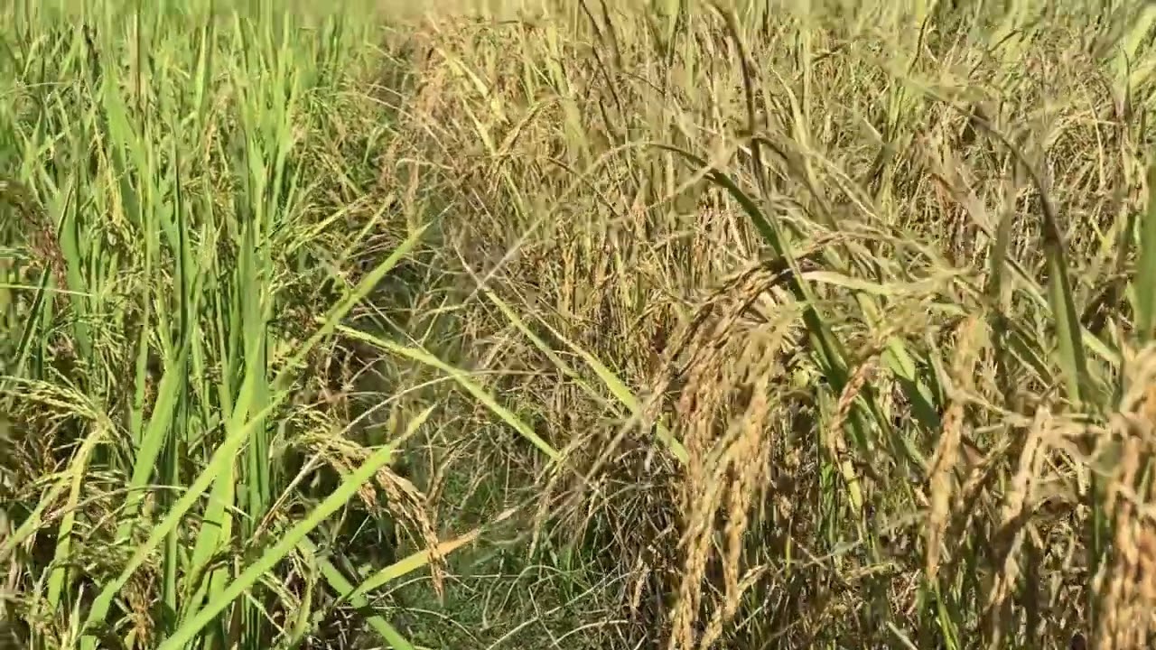 LARGEST RICE FARMING AT NEPAL 