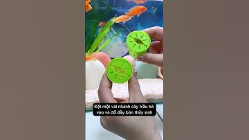 Hộp trồng cây thủy sinh dưới nước giúp trồng mọi loại cây mà bạn muốn cho bể cá #aquarium