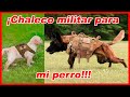 Top 10 chalecos TÁCTICOS para perros que puedes COMPRAR // militares