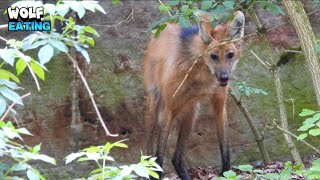 Manned Wolf Eating Breakfast