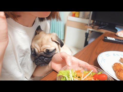 パグのおねだりが上手すぎて困ってます。I'm having trouble with my pugs being good at begging.【パグ、pug】