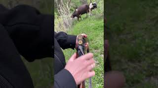 Superpoze Huğlu #hunting