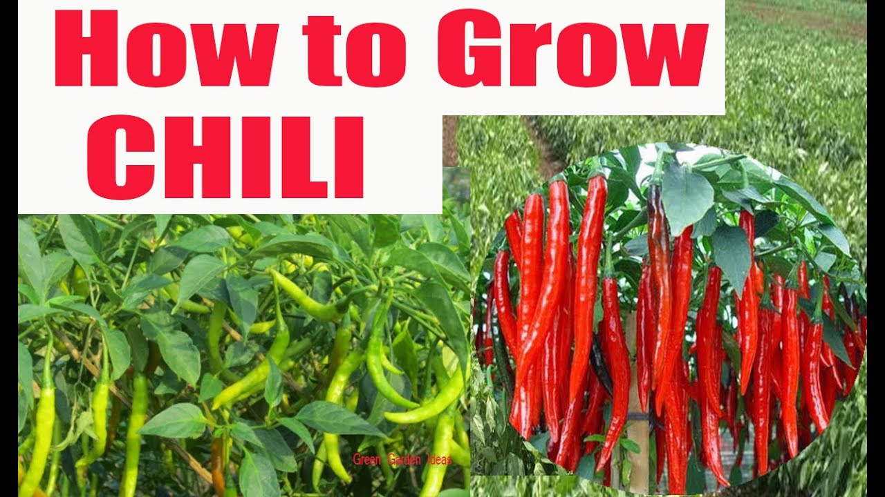 How to Grow Organic Green Chili in your Garden How To Grow Green
