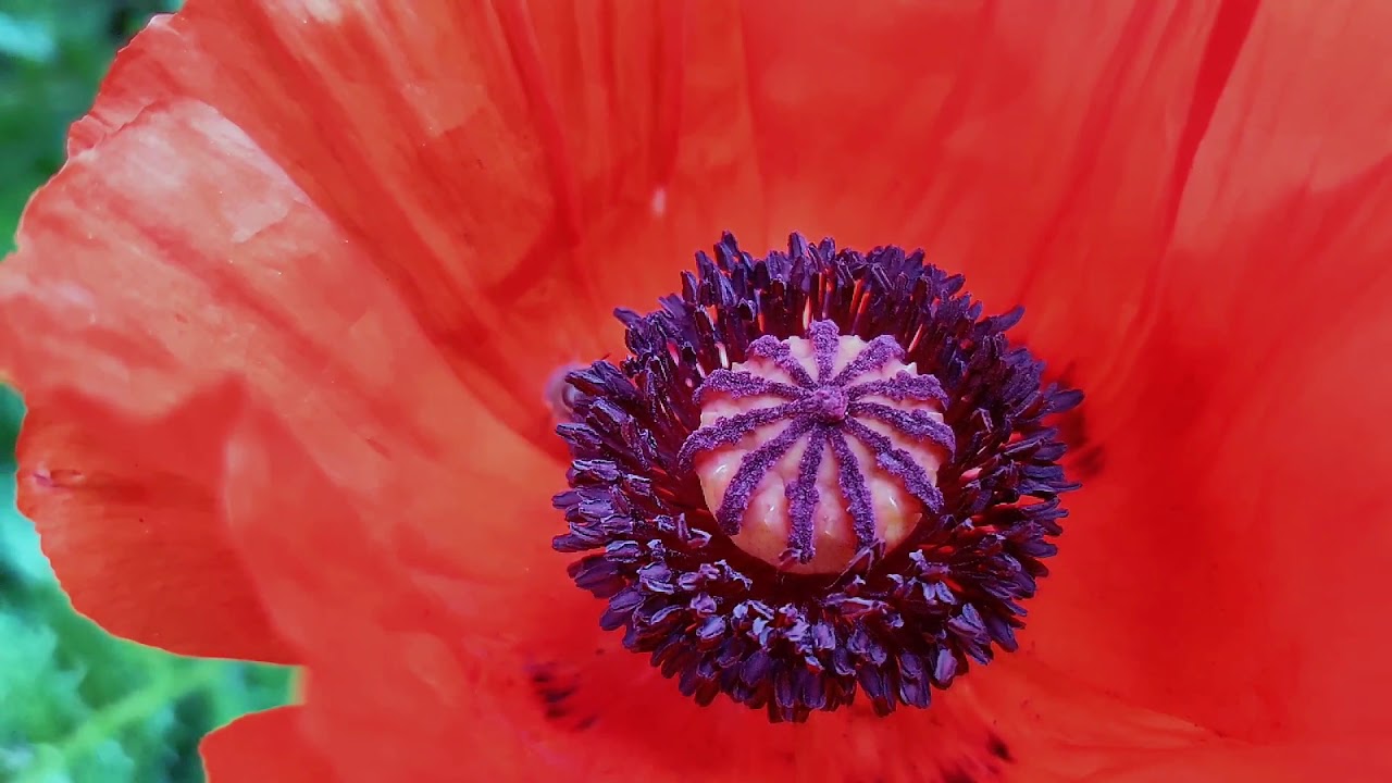Purple Poppy Bee (240 fps slow motion 1080p)