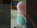 xfuzufzugx
